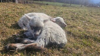 Ouessantské Mini Ovečky // Jahničky - Výmena - 3