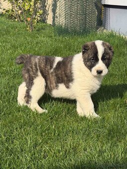 Stredoázijského ovčiaka - 3