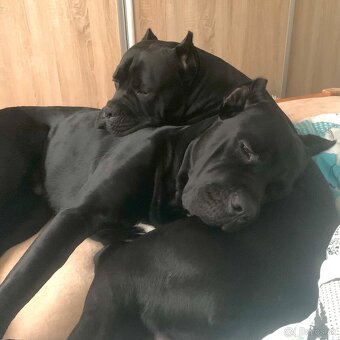 Pes plemeno Cane corso - 3