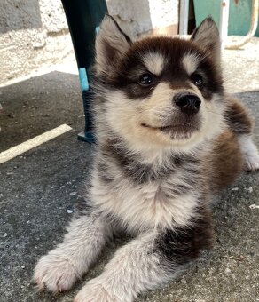 Na predaj – Aljašský malamut 🐾 krásny, hravý psík hľadá mil - 3