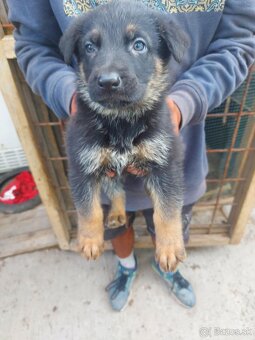 Nemecky ovčak šteniatka - 3