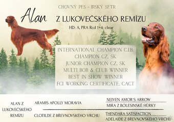 Írsky seter – šteniatka s PP na predaj - 3