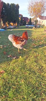 Predám kohútov Wyandotka zlata modro lemovaná - 3