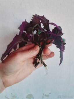 Gynura popínavá - zakorenené odrezky - 3