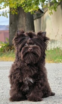 York,Yorkshire terrier-choco - 3