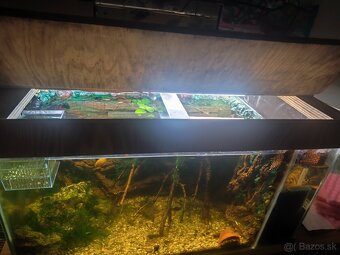 Akbarium +rybky+krevety - 3