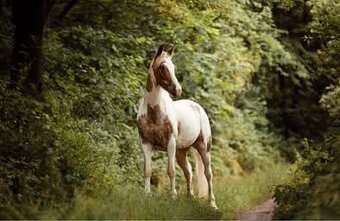 Strakatá kobyla - 3