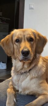 Zlatý retriever - darujem - 3