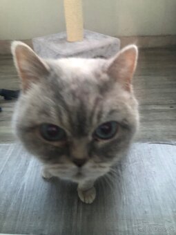 Britská Colorpoint - 3