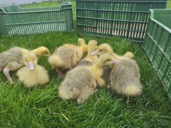 Husokačky, husy, perličky - 3