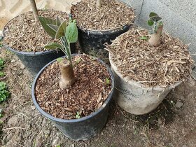Paulownia medonosná 1 a 2 ročná - 3