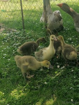 Predam male husy - 3