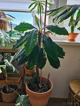 Euphorbia Leuconeura - 3