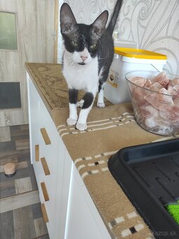 Don sphynx kocúrik s PP - 3