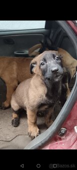 Belgicky ovčiak/cross - 3