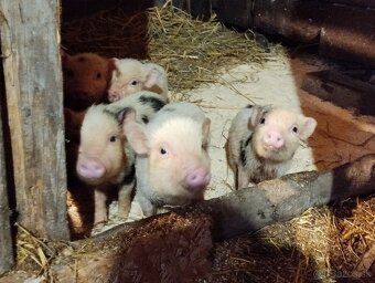 Gottingenské miniprasiatka - 3
