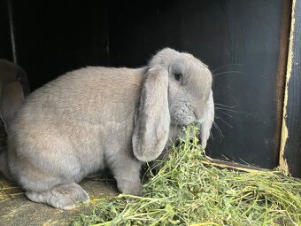 Francúzske barany - 3