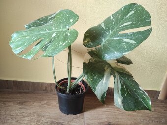 Monstera Thai - 3