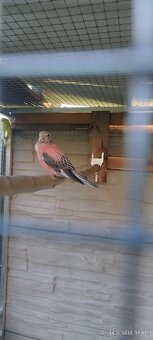 Neofema Bourkova - 3