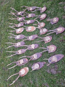 Zbierka na predaj - 3