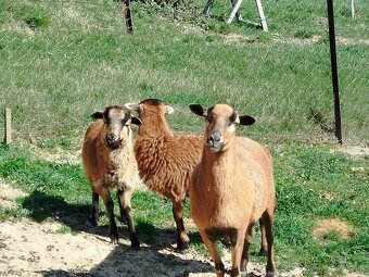 Predám kamerunské ovce - 3