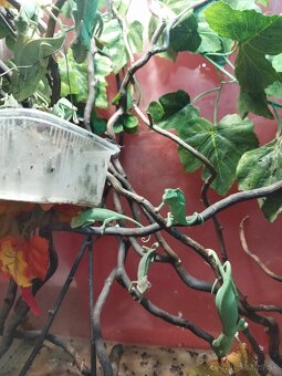 Chameleón - 3