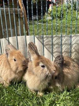 🐰 Predám krásne mláďatá zajacov – priateľské a zdravé 🐰 - 3