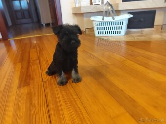 Šteniatko-bradáč malý - 3