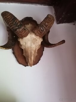 TROFEJE poľovníctvo - 3