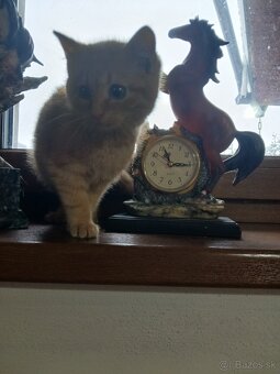 Darujem mačiatko - 3