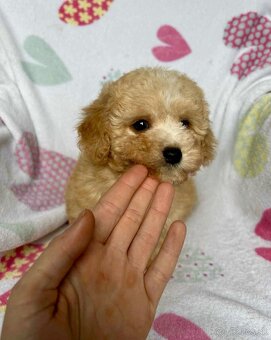 Apricot Maltipoo - 3