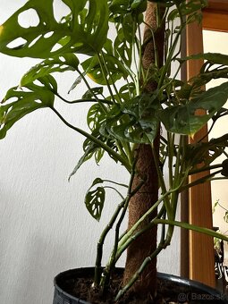 Monstera adansonii - 3