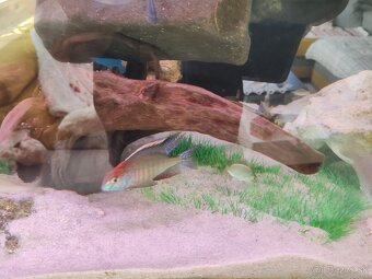 Lethrinops red cap - 3