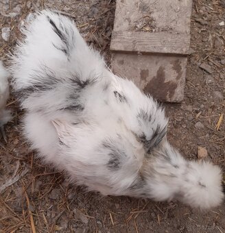 Hodvábnička a Saténky - 3