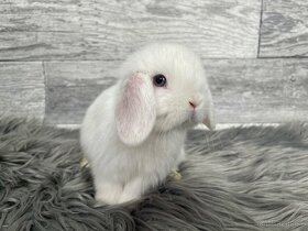 MiniLop, králik - 3