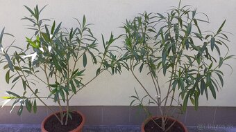 Oleander - 3