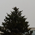 Tis obyčajný a Korejská jedľa - 3