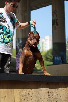 American Bully XL (Pitbull XXL) - 3