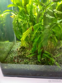 Denerle 60l cube, krevetky red cherry neocardina davidi, ras - 3