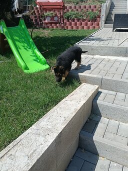 Nemecký ovčiak typu Rex - 3