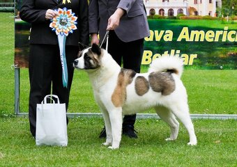 Americká Akita - 3