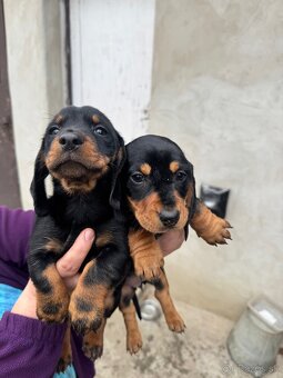 Šteniatka krátkosrstého jazvečíka - 3