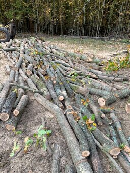 PALIVOVE DREVO METROVICA - 3