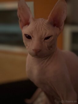 Don sphynx - 3