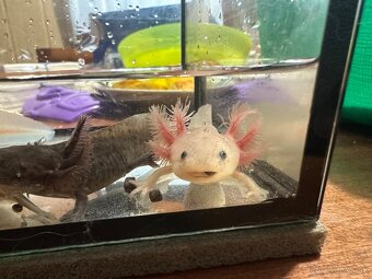 Axolotl mexický- vodní dráček - 3