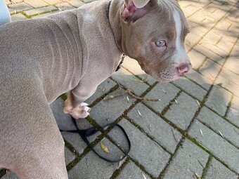 American bully - 3