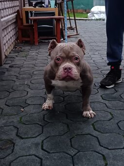 American bully - 3