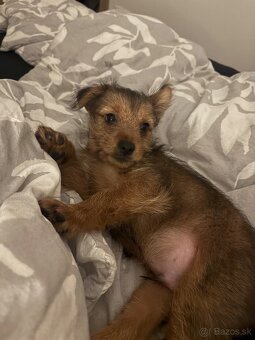 Darujem psíka - 3