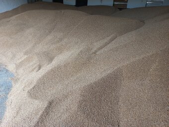 Pšenica na predaj - 3