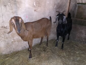 Anglonubijska koza - 3